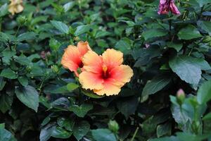 hibiskus rosa-sinensis, malvaceae. skön blommor dekorera de gård av de hus. skön naturlig blomma bakgrund. foto