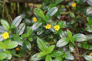 naturlig pollinering förbi fjärilar på wedelia chinensis blommor foto