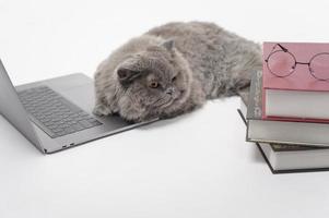 en skott vika ihop härlig katt använder sig av bärbar dator dator i studio foto