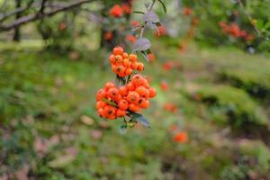 orange rönn bär hänga på de träd i de parkera foto