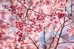 körsbär blomma i khun wang Chiang Mai, thailand. foto