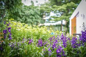 lila violett blomma i trädgården vid morgonsolen. foto