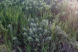 sydafrikansk fynbos foto