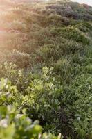 sydafrikansk fynbos foto