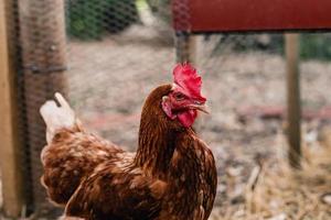 bakgård ägg kycklingar foto