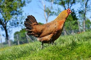 kycklingar på traditionellt frigående fjäderfäbruk