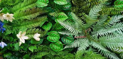 grön kryp växt, ormbunke, orkide, vin eller murgröna och löv vägg för bakgrund. naturlig tapet eller natur mönster. friskhet säsong foto