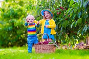 bedårande barn som plockar körsbärsfrukt på en gård foto