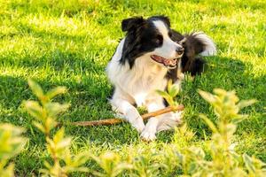 husdjursaktivitet. söt hundvalp border collie liggande på gräset och tugga på pinne. husdjurshund med roligt ansikte i solig sommardag utomhus. husdjursvård och roliga djurlivskoncept. foto