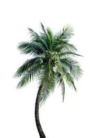 gröna blad av palm, kokospalmen böjning isolerad på vit bakgrund foto