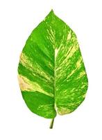 grön löv mönster av epipremnum aureum lövverk isolerat på vit bakgrund, blad exotisk tropisk, inkludera klippning väg, djävulens murgröna, gyllene pothos foto