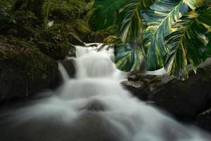 grön löv mönster för natur koncept, blad av epipremnum aureum med fläck strömmande vatten av berg ström bakgrund foto