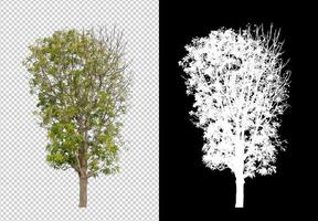 träd isolerat på transparent bakgrund med klippning väg och alfa kanal foto