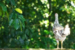 chiken med natur bakgrund, selektiv fokus foto