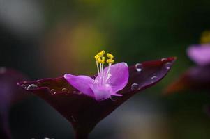 tradescantia pallida blomma, makro blomma foto