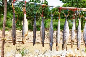 fyrfinger trådfena eller indisk lax och kung makrill torkades fisk, saltade fisk foto
