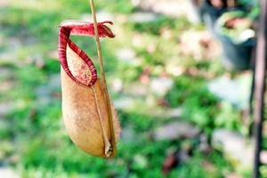 nepenthes eller tropisk tillbringare växter eller apa koppar på natur bokeh bakgrund foto