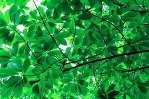 grön löv mönster för sommar eller vår säsong begrepp foto