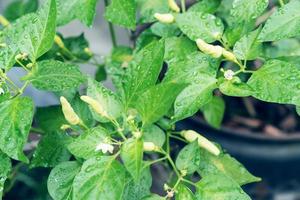 närbild grön chili paprikor med vatten droppar foto