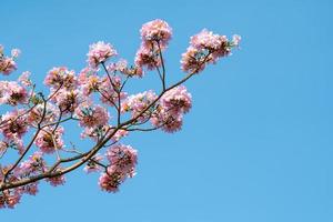 rosa trumpet träd eller tabebuia rosea med blå himmel bakgrund foto