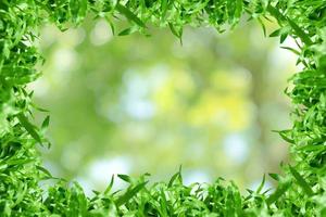 grön löv mönster för sommar eller vår säsong koncept, ram av gräs blad med bokeh texturerad bakgrund foto