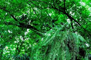 grön löv mönster, blad av nefrolepis ormbunke på träd foto