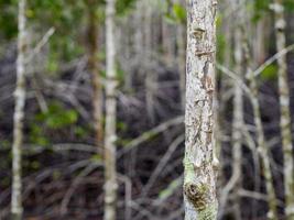 stänga upp bild av de mangrove träd. kan ser de skön textur av trä i de mangrove skog, bakgrund textur foto