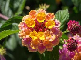 lantana camara buske som blommar i Marbella Spanien foto