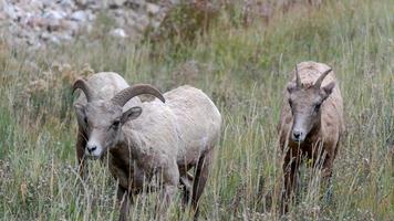 Stort horn får, ovis canadensis, på en sluttning i wyoming foto