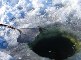 små fisk fångad under vinter- fiske session foto