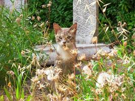 katt dölja i blommor av gammal ruiner foto