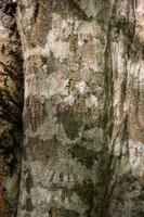 knäckt grov grön träd bark med mossa foto