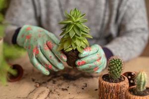 kvinnliga händer i handskar håller en blå vattenkanna och vattnar en nyligen transplanterad suckulent foto