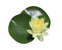 vatten lilja eller lotus eller nymphaea blomma. stänga upp gul lotus blommor på blad isolerat på vit bakgrund. foto