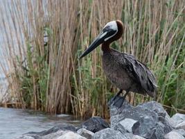 en brun pelikan uppflugen på en sten och inbäddat i de lång gräs.. foto