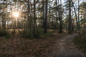 soluppgång längs en lindning väg i ett öst texas skog. foto