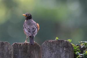 ett amerikan robin, turdus migratorius, uppflugen på en trä- trädgård staket. foto