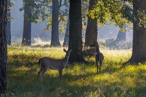 två rådjur under ett tidigt morgon- i de skog. foto