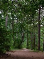 en promenad i de tyst skog, de väg försvinna runt om de böja. foto