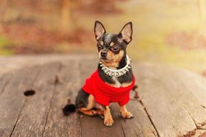 de hund sitter på de bakgrund av natur. chihuahua bär en röd Tröja. foto