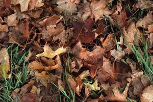 detaljerad stänga upp se på en skog jord textur med massor av färgrik löv foto