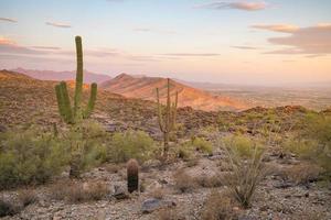 se av fågel Fenix med saguaro kaktus foto