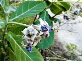 stänga se av lila krona blomma eller jätte indisk milkweed på naturlig bakgrund. calotropis gigantea. medicinsk växt. foto