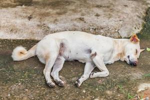 ensam hemlös hund som sover foto