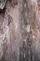 de texturerad bakgrund av gammal död- torr stor träd utan bark foto