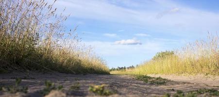 spår av hästens hov på sandvägen i skogen foto