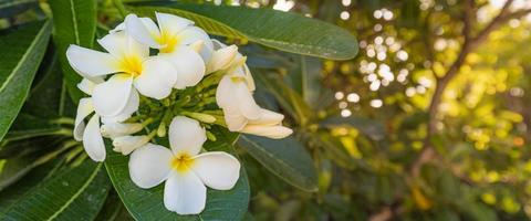 blomstrande gul vit frangipani eller plumeria, spa blommor med grön löv på träd i kväll ljus med naturlig suddig grön bakgrund. kärlek blommig närbild, exotisk natur. tropisk trädgård mönster foto