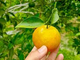 hand innehav orange frukt foto