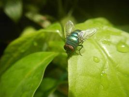 grön fluga uppflugen på bladet foto