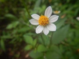 skön gul vit vild blommor foto
